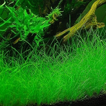 Eleocharis Parvula - Laboratorium 313