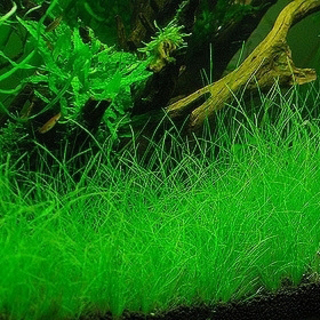 Eleocharis Parvula - Laboratorium 313