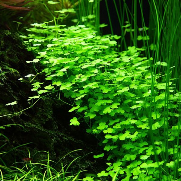 Hydrocotyle Japan Plante D Aquarium In Vitro Laboratorium 313