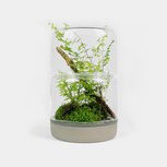 SANCTUARY M TEMPERATE Concrete - Terrarium ouvert béton BOTANICA