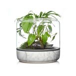 SANCTUARY M TEMPERATE Concrete - Terrarium ouvert béton BOTANICA