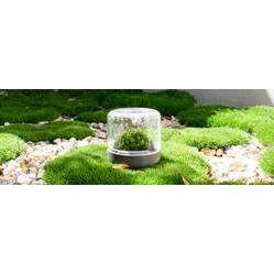 botanica carrara marbre