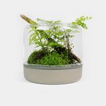 SANCTUARY M TEMPERATE Concrete - Terrarium ouvert béton BOTANICA