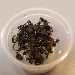 Bucephalandra 'Kedagang' in vitro