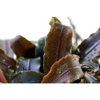 Bucephalandra 'Kedagang' in vitro Bucephalandra 'Kedagang' in vitro