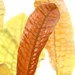 Aponogeton boivinianus - bulbe - Tropica