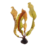 Aponogeton boivinianus - bulbe - Tropica