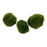 Cladophora aegagropila - 1 boule d'algues