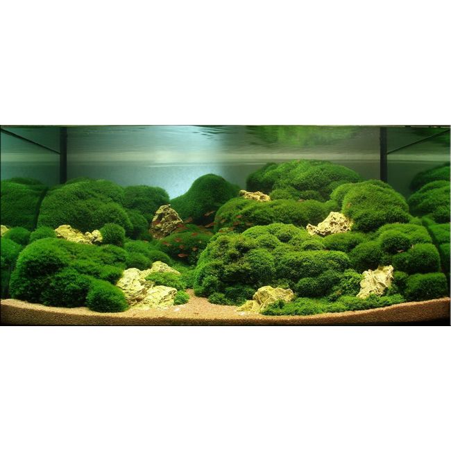 Lot de plantes  plantes D'Aquarium avec boules d'algue