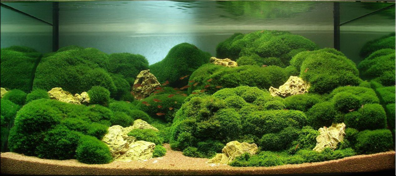 Pssopp Plantes D'aquarium en Boule D'algues Anti-odeurs (Petit) :  : Jardin