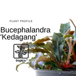 Bucephalandra 'Kedagang' in vitro