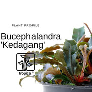 Bucephalandra kedagang in vitro limited edition tropica