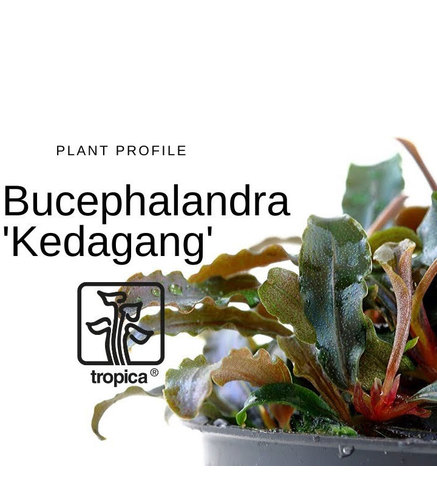 Bucephalandra 'Kedagang' in vitro 1-2 grow!
