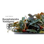 Bucephalandra 'Kedagang' in vitro