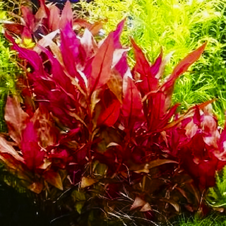 Alternanthera Reineckii Pink in vitro