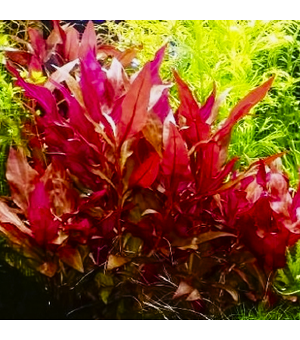 Alternanthera Reineckii Pink - Laboratorium 313