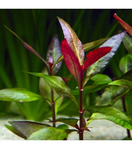 Alternanthera Reineckii -in vitro Laboratorium 313