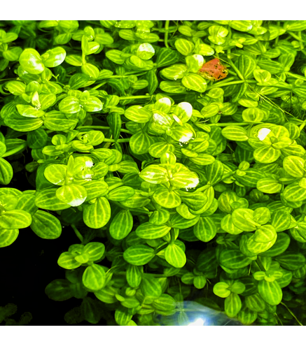 Lindernia Rotundifolia - Laboratorium 313