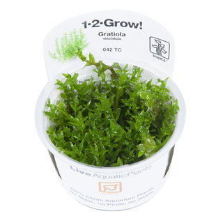 Gratiola viscidula 1-2-Grow ! In vitro