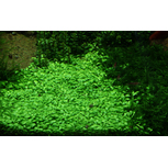 Glossostigma elatinoides in vitro