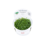 Glossostigma elatinoides in vitro