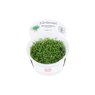 Glossostigma elatinoides in vitro