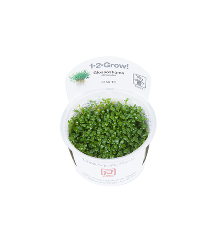 Glossostigma elatinoides in vitro