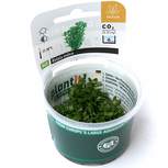 Rotala indica 'bonsai' in vitro