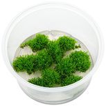 Riccardia chamedryfolia In-Vitro 