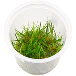 Helanthium tenellum ´Red´ in vitro