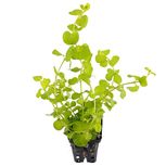 Lysimachia nummularia aurea en pot