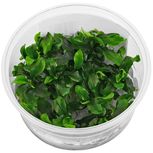 Bucephalandra pygmaea ´Bukit Kelam´ in vitro