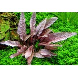 Cryptocoryne spec. ´Flamingo´ 