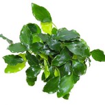 Schismatoglottis prietoi en pot