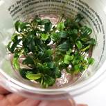 Bucephalandra micrantha ´Needle Leaf´ in vitro