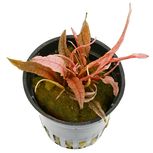 Cryptocoryne spec. ´Flamingo´ 