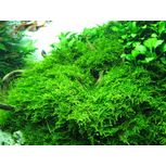 Vesicularia montagnei christmas in vitro