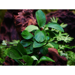 Schismatoglottis prietoi en pot