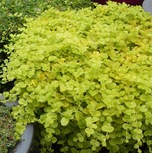 Lysimachia nummularia aurea en pot