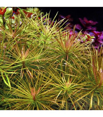Pogostemon stellatus spec.