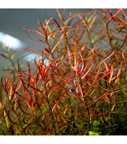 Ludwigia arcuata In-Vitro