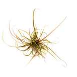 Helanthium tenellum ´Red´ in vitro