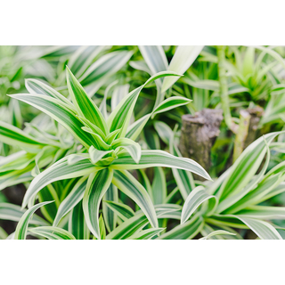 Dracaena sanderiana