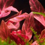 Alternanthera reineckii Red Ruby