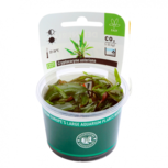 Cryptocoryne usteriana in vitro