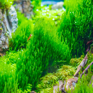 Taxiphyllum spec. Mousse de flamme in vitro