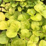 Lysimachia nummularia aurea en pot