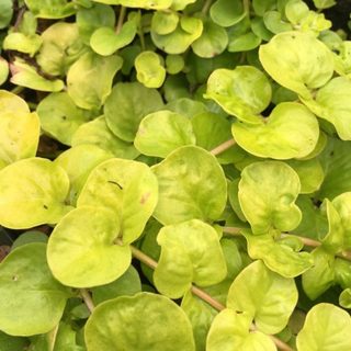 Lysimachia nummularia aurea en pot