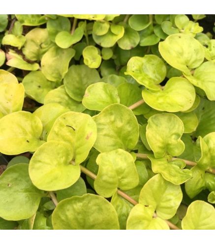 Lysimachia nummularia aurea en pot