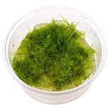 Amblystegium serpens In-Vitro